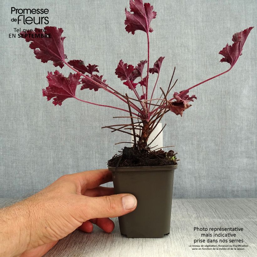 Exemplar von Heuchera Dark Secret - Purpurglöckchen Kleine Töpfe von 8/9 cm wie im Sommer geliefert