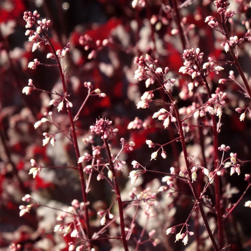 Heuchera Dark Secret - Purpurglöckchen (Blüte)