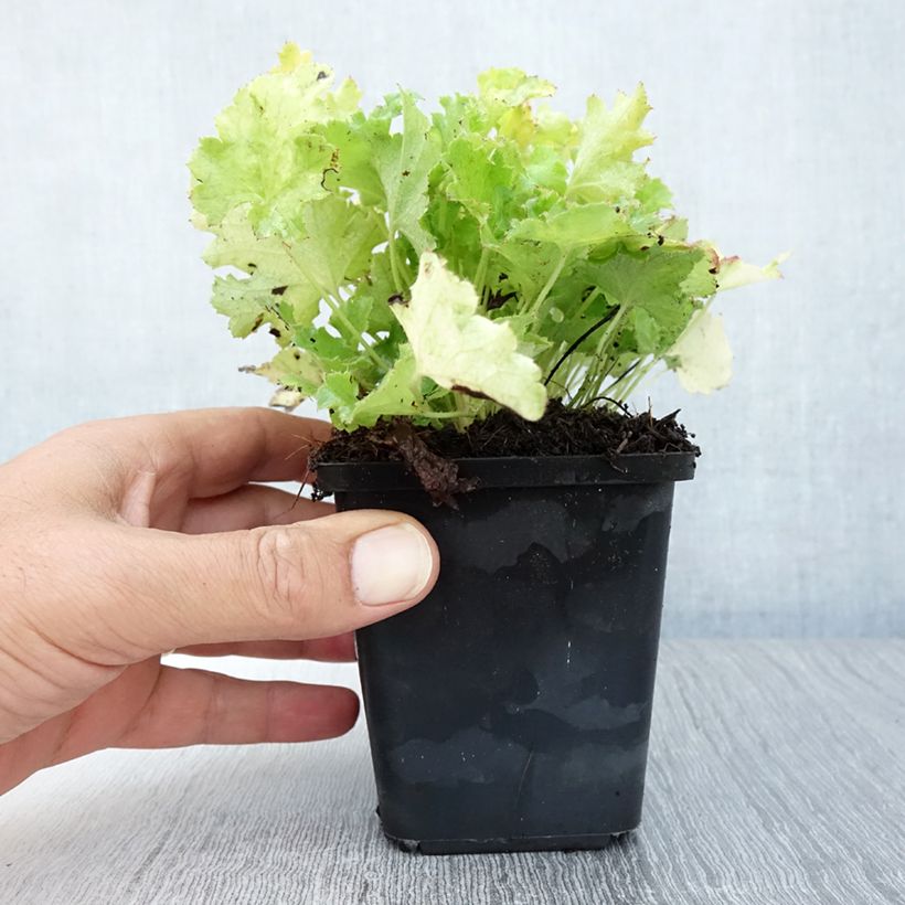 Exemplar von Heuchera Lime Rickey - Purpurglöckchen Kleine Töpfe von 8/9 cm wie im Sommer geliefert