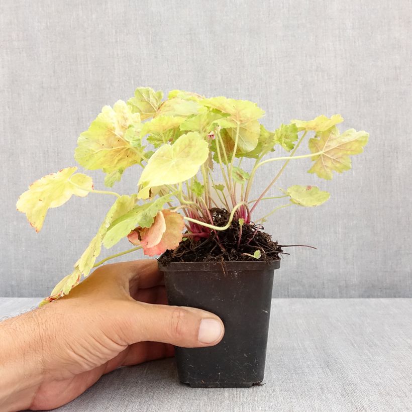 Exemplar von Heuchera Miracle - Purpurglöckchen Kleine Töpfe von 8/9 cm wie im Sommer geliefert