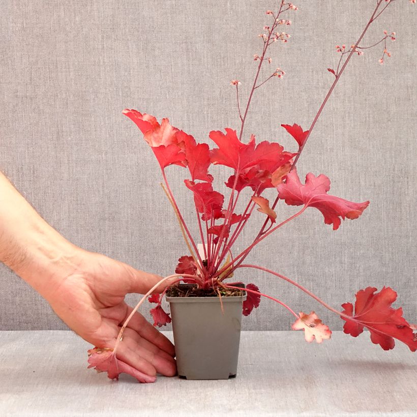 Exemplar von Heuchera Peach flambé - Purpurglöckchen Kleine Töpfe von 8/9 cm wie im Sommer geliefert