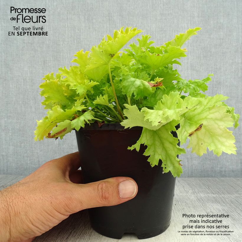 Exemplar von Heuchera Peach flambé - Purpurglöckchen Topf mit 1,5L/2L wie im Sommer geliefert