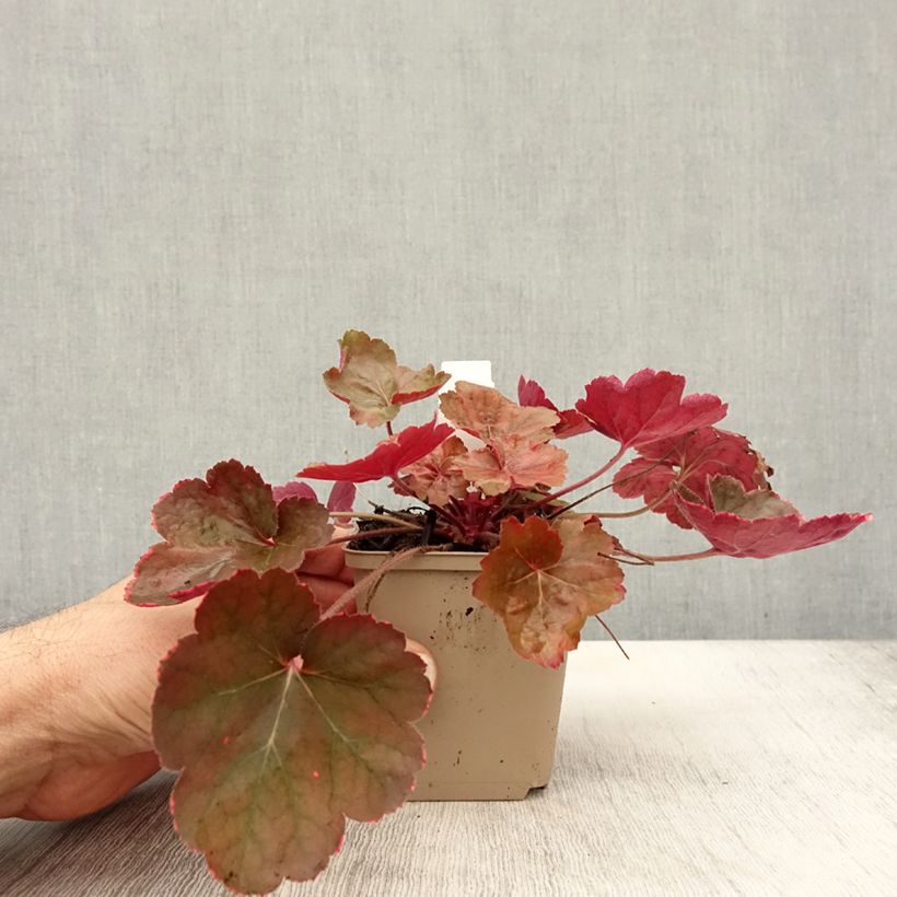 Exemplar von Heuchera Pink Pearls - Purpurglöckchen Kleine Töpfe von 8/9 cm wie im Herbst geliefert