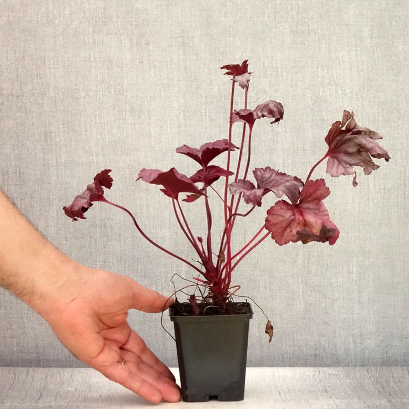 Exemplar von Heuchera Plum Royale - Purpurglöckchen Kleine Töpfe von 8/9 cm wie im Sommer geliefert