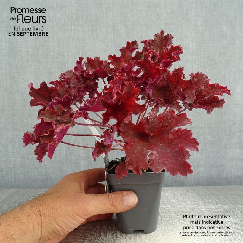 Exemplar von Heuchera Purple Petticoats - Purpurglöckchen Kleine Töpfe von 8/9 cm wie im Sommer geliefert