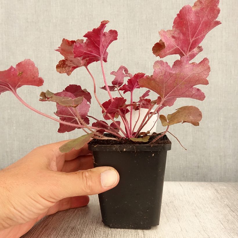 Exemplar von Heuchera Red Sea - Purpurglöckchen Kleine Töpfe von 8/9 cm wie im Sommer geliefert