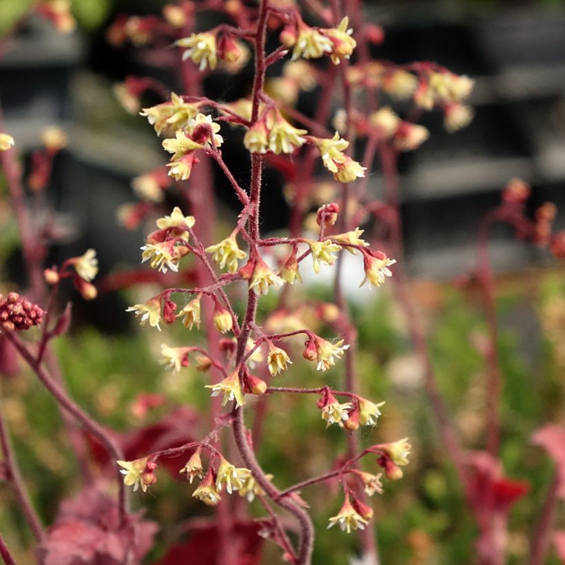 Heuchera Root Beer - Purpurglöckchen (Blüte)