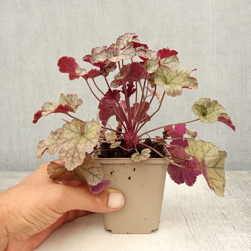 Exemplar von Heuchera Silver Scrolls - Purpurglöckchen Kleine Töpfe von 8/9 cm wie im Sommer geliefert