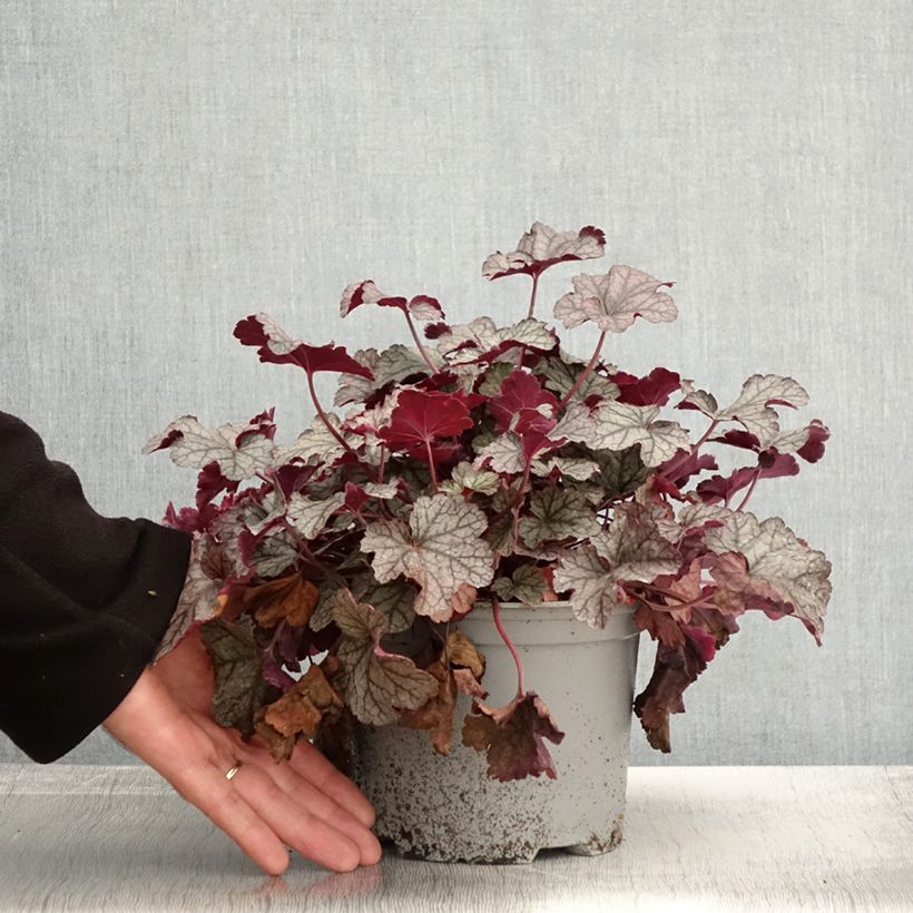 Exemplar von Heuchera Silver Scrolls - Purpurglöckchen Topf mit 2L/3L wie im Herbst geliefert
