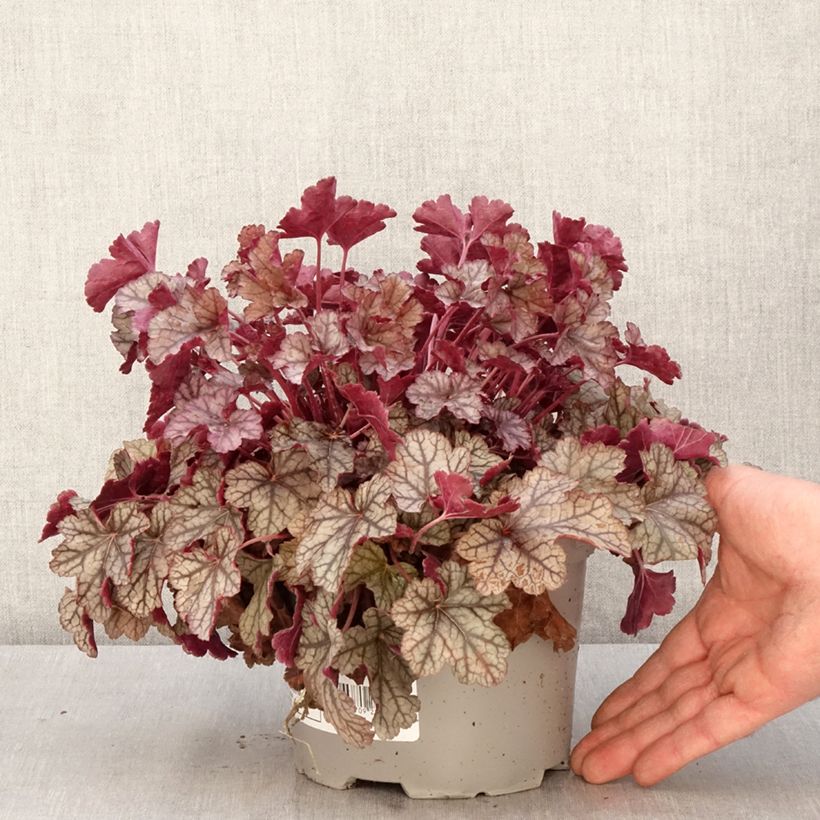 Exemplar von Heuchera Silver Scrolls - Purpurglöckchen Topf mit 2L/3L wie im Frühjahr geliefert