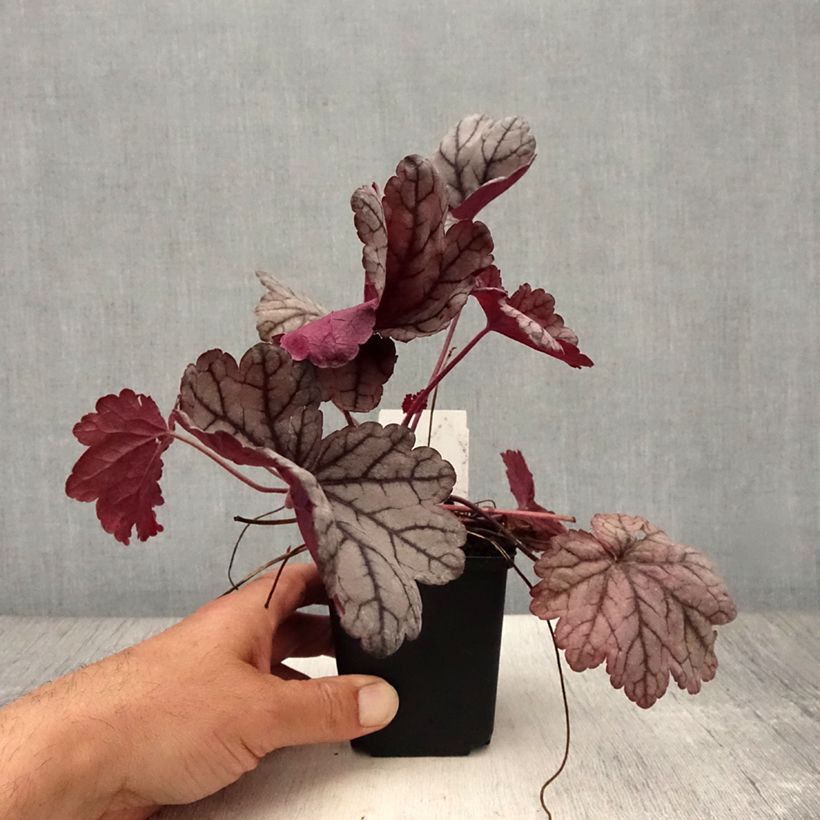 Exemplar von Heuchera Sugar Plum - Purpurglöckchen Kleine Töpfe von 8/9 cm wie im Sommer geliefert