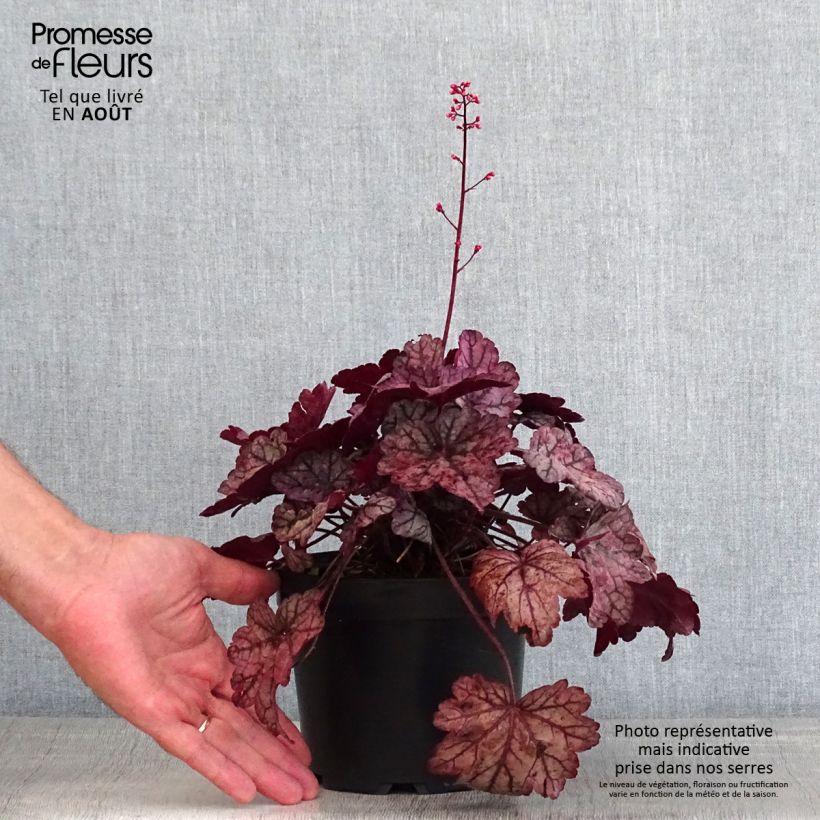 Exemplar von Heuchera Sugar Plum - Purpurglöckchen Topf mit 2L/3L wie im Sommer geliefert
