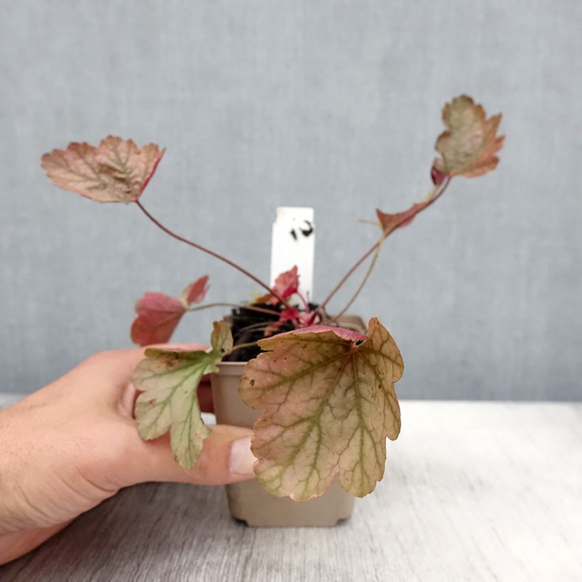 Exemplar von Heuchera Vienna - Purpurglöckchen Kleine Töpfe von 8/9 cm wie im Herbst geliefert