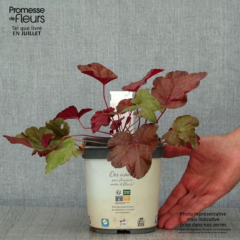 Exemplar von Heuchera Little Cutie Blondie - Purpurglöckchen Topf mit 2L/3L wie im Sommer geliefert