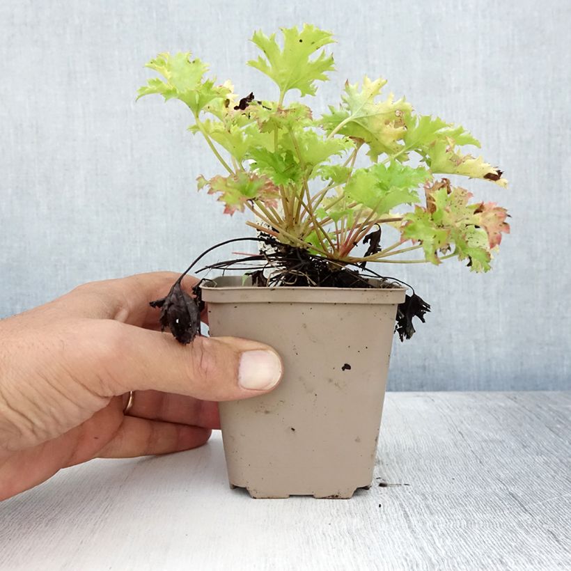 Exemplar von Heuchera Pear Crisp - Purpurglöckchen Kleine Töpfe von 8/9 cm wie im Sommer geliefert