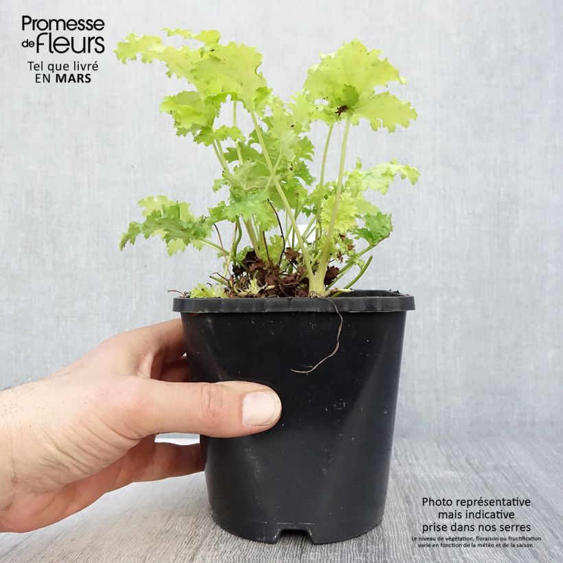 Exemplar von Heuchera Pear Crisp - Purpurglöckchen Topf mit 1,5L/2L wie im Frühjahr geliefert