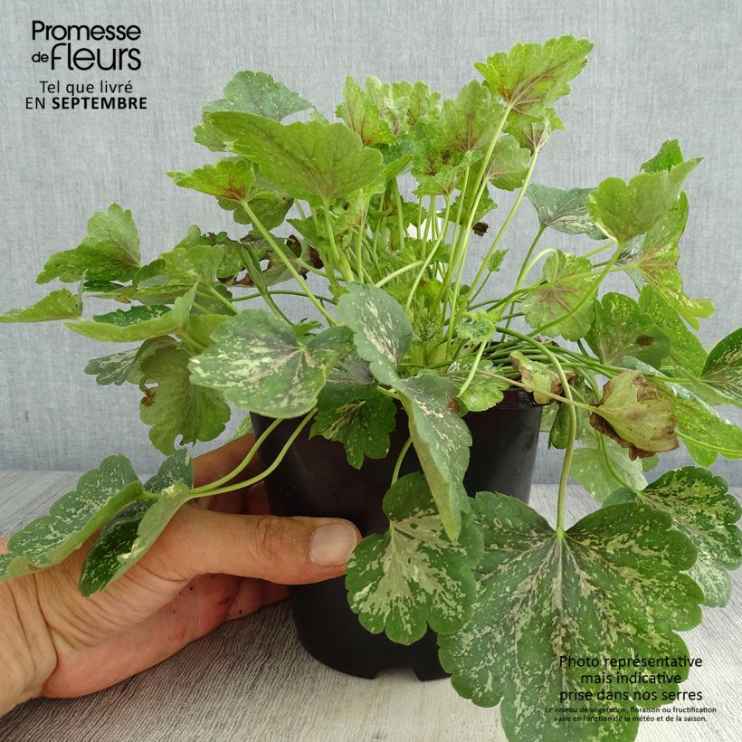 Exemplar von Heuchera Snowy Panky - Purpurglöckchen Topf mit 1,5L/2L wie im Sommer geliefert