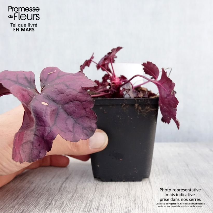 Exemplar von Heuchera Dolce Wildberry - Purpurglöckchen Kleine Töpfe von 8/9 cm wie im Frühjahr geliefert