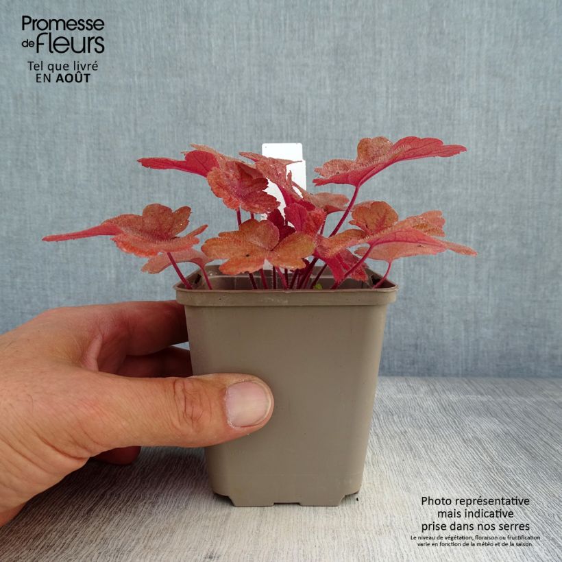Exemplar von Heucherella Buttered Rum - Schaumglöckchen Kleine Töpfe von 8/9 cm wie im Sommer geliefert