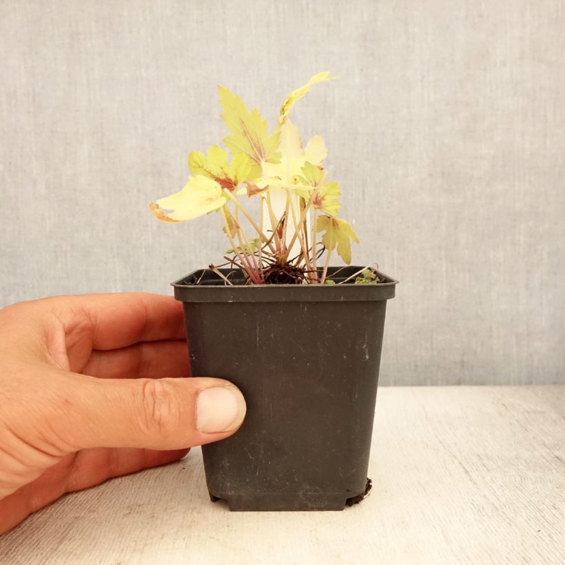Exemplar von Heucherella Eye Spy - Schaumglöckchen Kleine Töpfe von 8/9 cm wie im Sommer geliefert