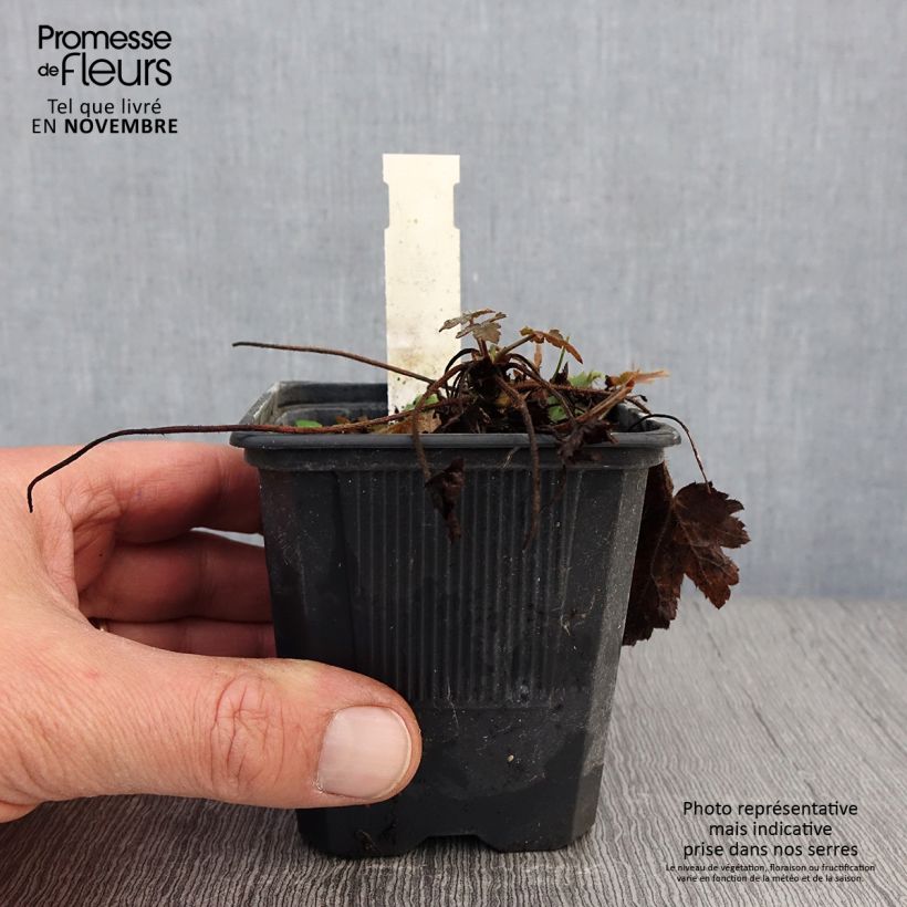 Exemplar von Heucherella Silver Streak - Schaumglöckchen Kleine Töpfe von 8/9 cm wie im Herbst geliefert