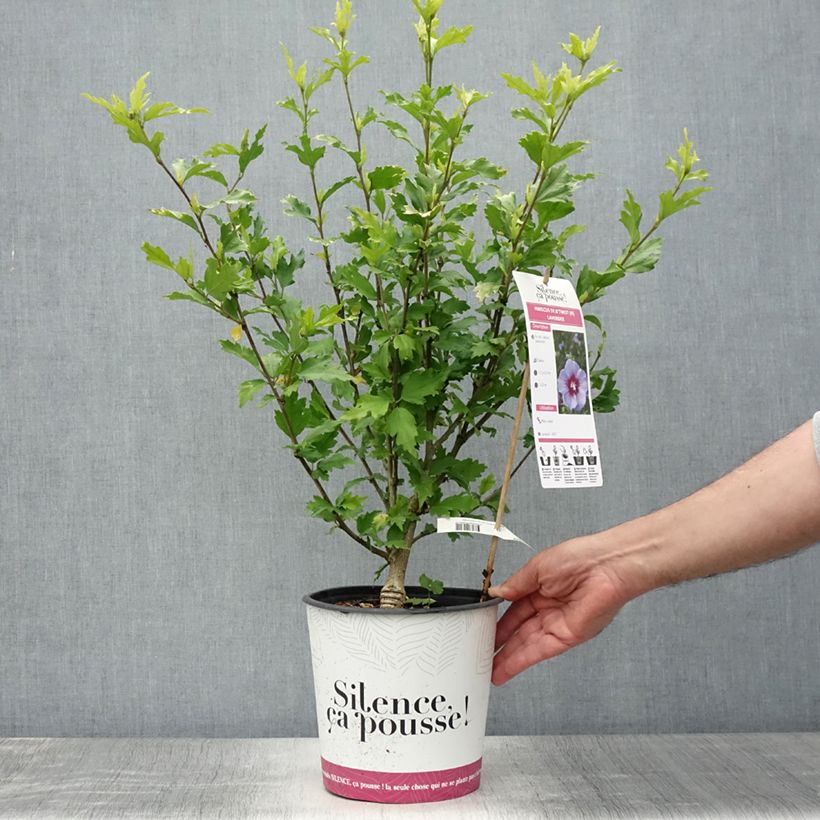 Exemplar von Garten-Hibiscus B'twist Lavende - Hibiscus syriacus Topf mit 4L/5L wie im Sommer geliefert