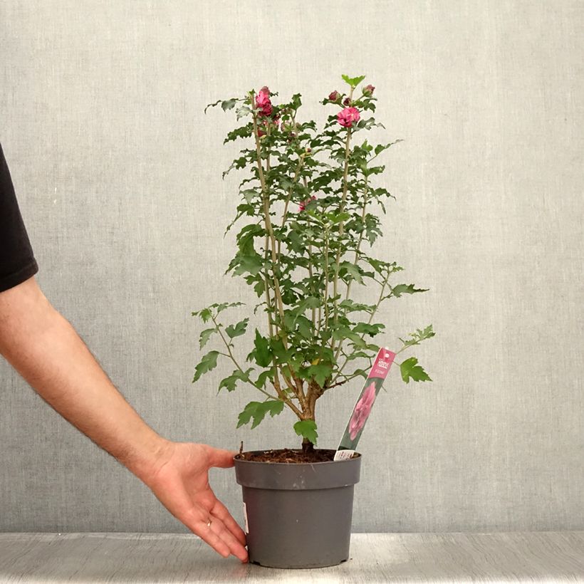 Exemplar von Garten-Hibiscus Duc de Brabant - Hibiscus syriacus Topf mit 3L/4L wie im Sommer geliefert