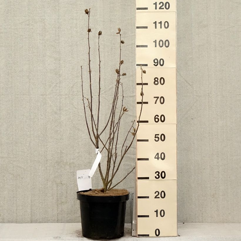 Exemplar von Garten-Hibiscus Shintaeyang - Hibiscus syriacus Topf mit 7,5L/10LGelieferte Höhe ca. 60/80cm wie im Frühjahr geliefert