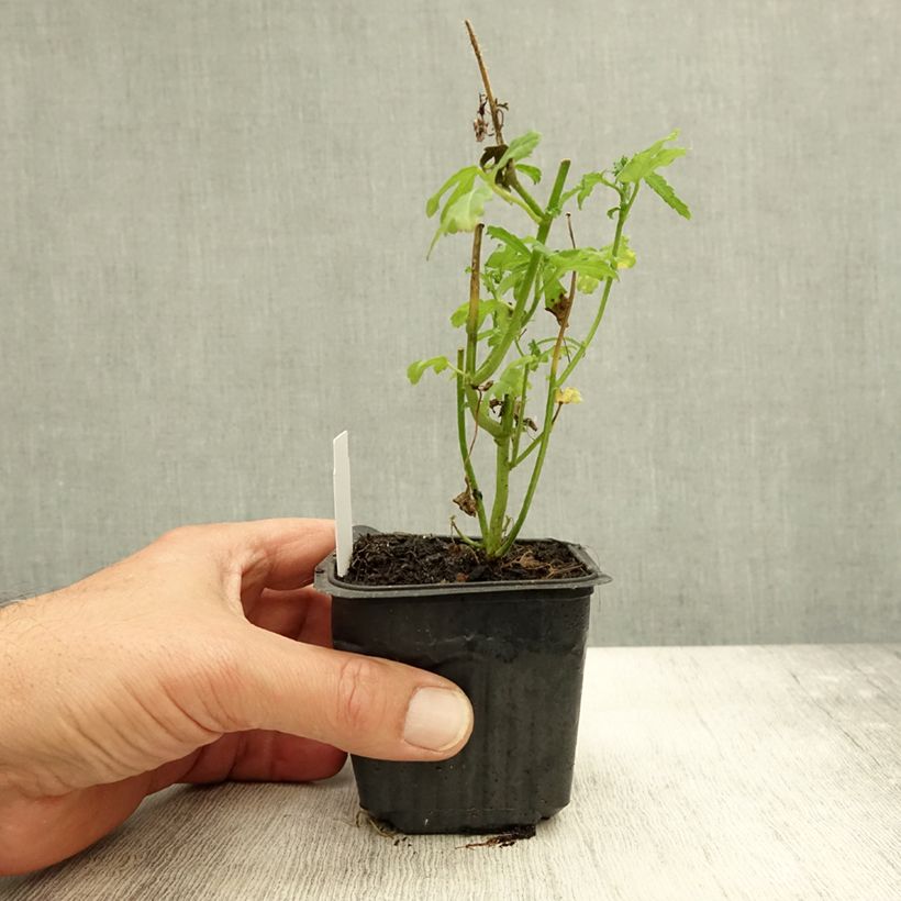 Exemplar von Hibiscus trionum - Stundenblume Kleine Töpfe von 8/9 cm wie im Herbst geliefert