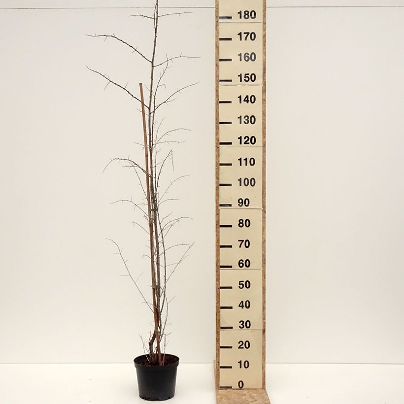 Exemplar von Sanddorn Frugana - Hippophae rhamnoides Topf mit 4L/5LGelieferte Höhe ca. 40/60cm wie im Winter geliefert