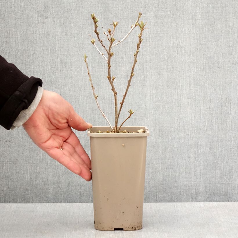 Exemplar von Sanddorn Garden's Gift - Hippophae rhamnoides Topf mit 1,5L/2L, Strauch/Busch, mehrstämmigGelieferte Höhe ca. 30/40cm wie im Frühjahr geliefert