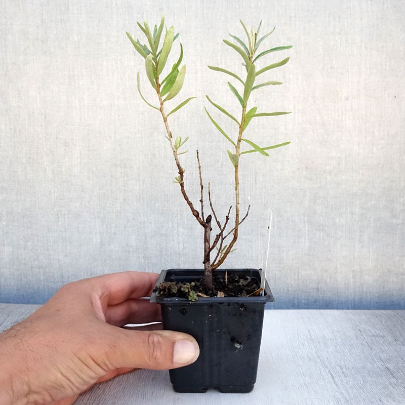 Exemplar von Sanddorn Leikora - Hippophae rhamnoides Kleine Töpfe von 8/9 cm wie im Sommer geliefert