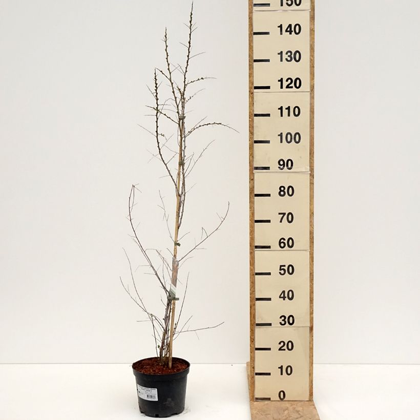 Exemplar von Sanddorn Orange Energy 'Hagebo' - Hippophae rhamnoides Topf mit 4L/5LGelieferte Höhe ca. 40/60cm wie im Frühjahr geliefert