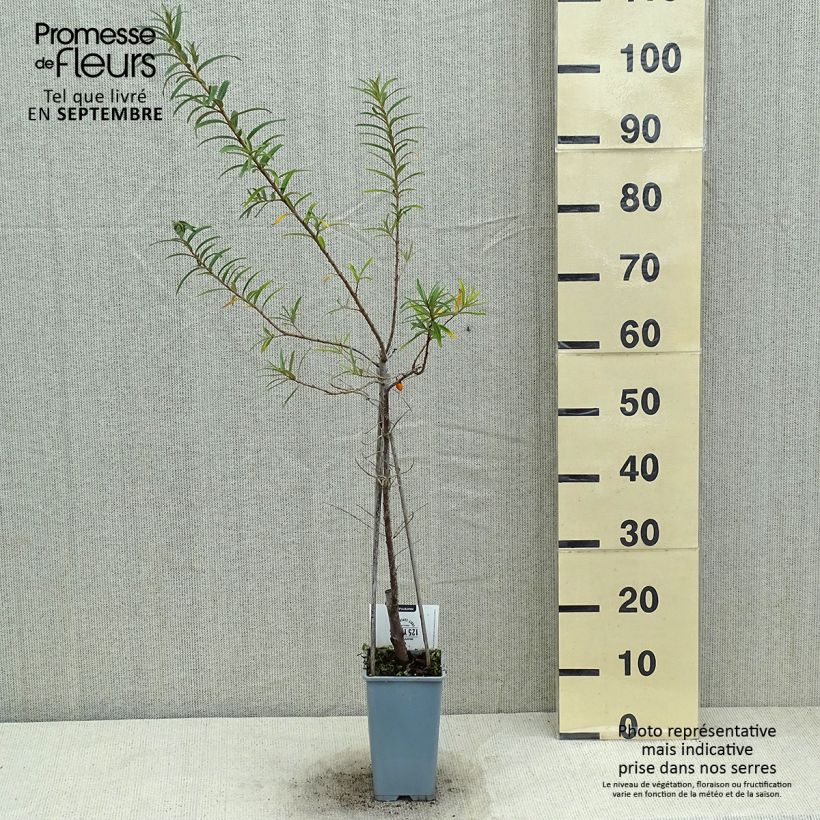 Exemplar von Sanddorn Pollmix - Hippophae rhamnoides Topf mit 1,5L/2L wie im Sommer geliefert