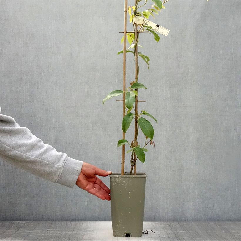 Exemplar von Holboellia coriacea Topf mit 2L/3L wie im Sommer geliefert