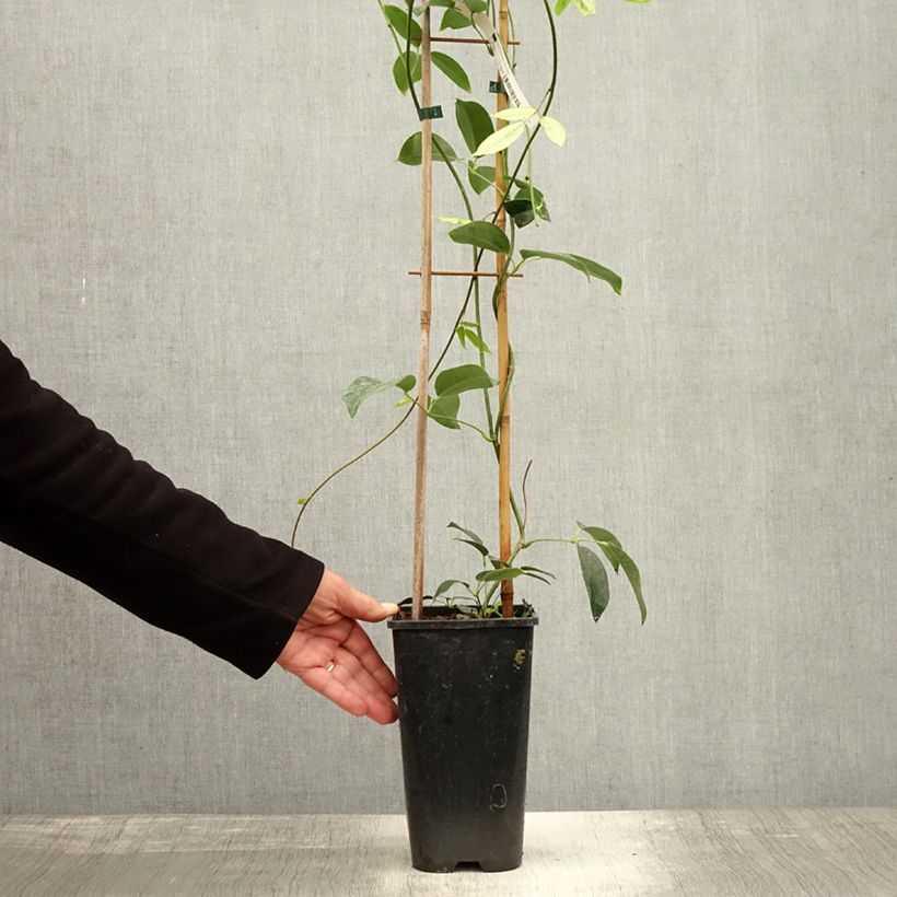 Exemplar von Holboellia traversii - Holboellie Topf mit 3L/4L wie im Herbst geliefert