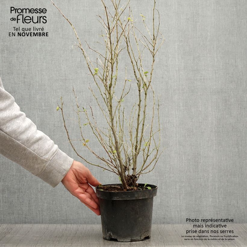 Exemplar von Holodiscus discolor - Schaumspiere Topf mit 4L/5L wie im Herbst geliefert