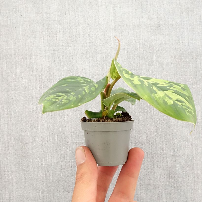 Exemplar von Homalomena Camouflage Mini-plante wie im Frühjahr geliefert