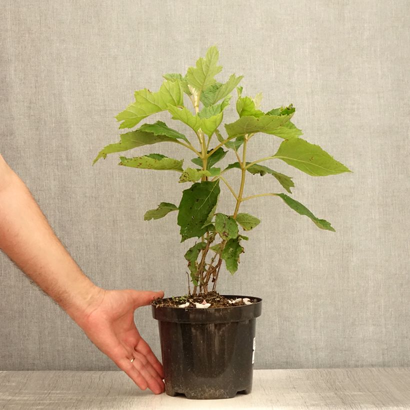 Exemplar von Eichenblatt-Hortensie Bultinks Giant Flowers - Hydrangea quercifolia Topf mit 2L/3LGelieferte Höhe ca. 30/40cm wie im Sommer geliefert