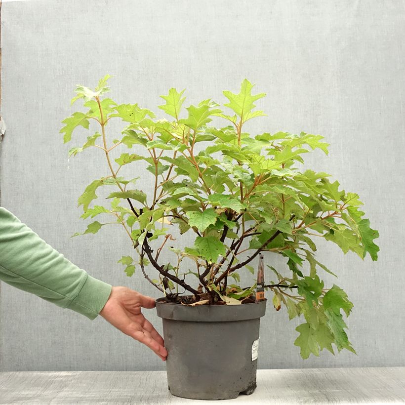 Exemplar von Eichenblatt-Hortensie Bultinks Giant Flowers - Hydrangea quercifolia Topf mit 7,5L/10L wie im Sommer geliefert