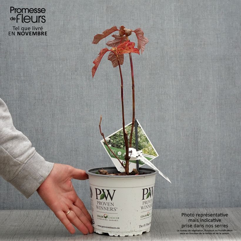 Exemplar von Eichenblatt-Hortensie - Hydrangea quercifolia Gatsby Star wie im Herbst geliefert