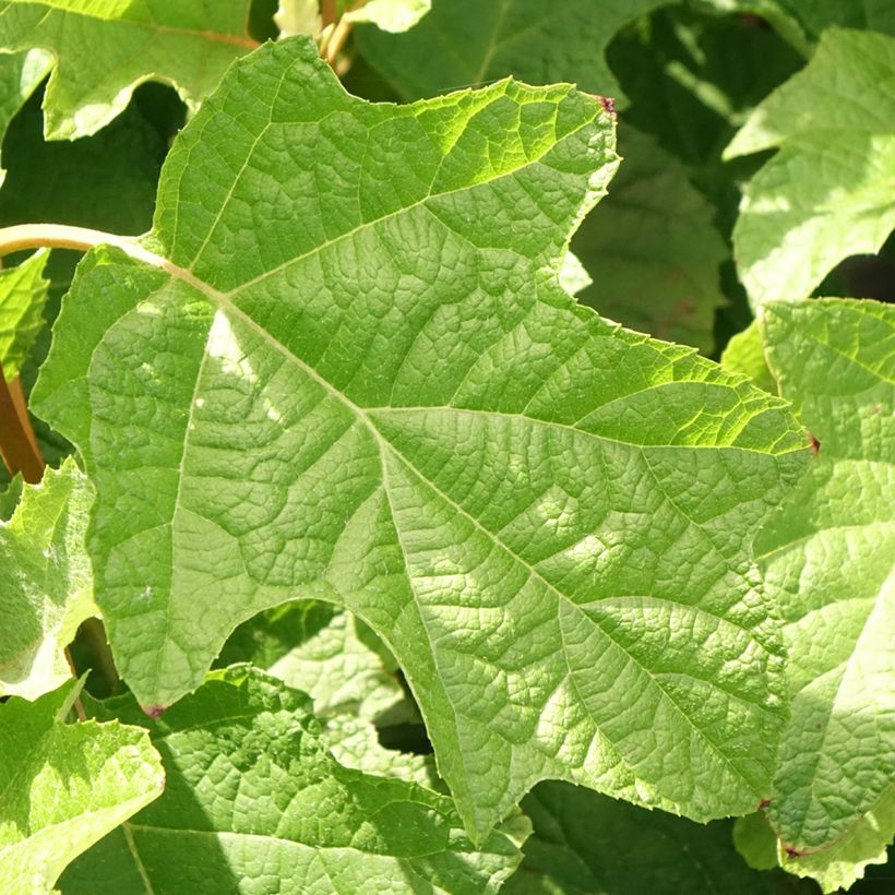Eichenblatt-Hortensie Gatsby Star - Hydrangea quercifolia (Laub)