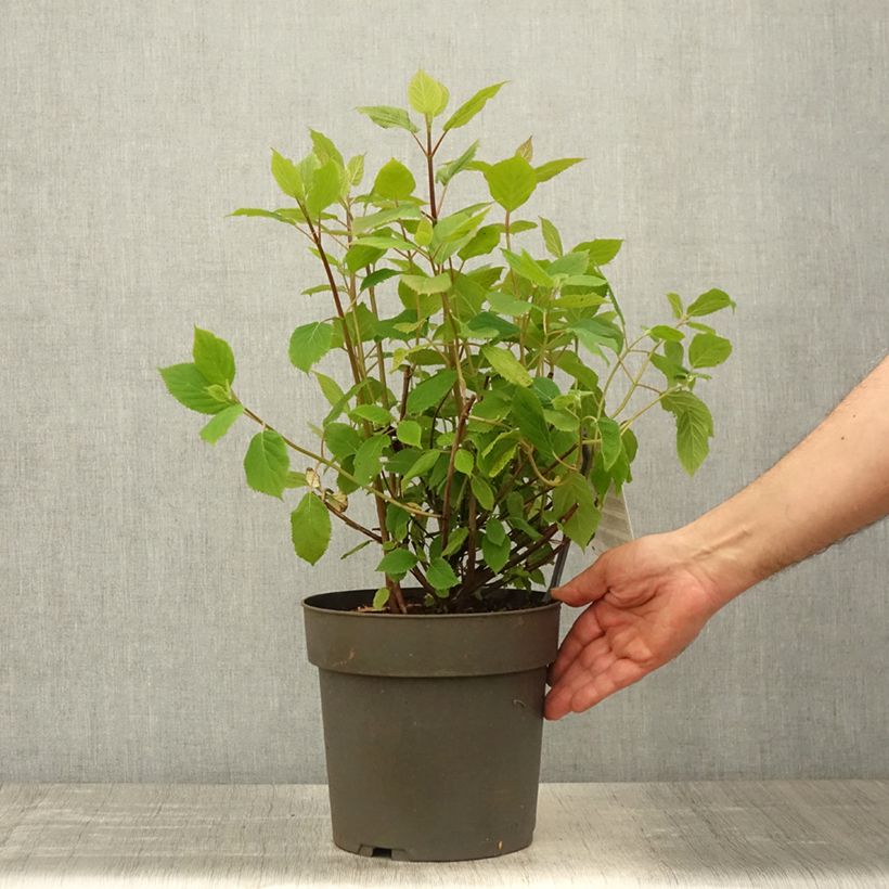 Exemplar von Ballhortensie Candybelle Sorbet - Hydrangea arborescens Topf mit 4L/5L wie im Frühjahr geliefert