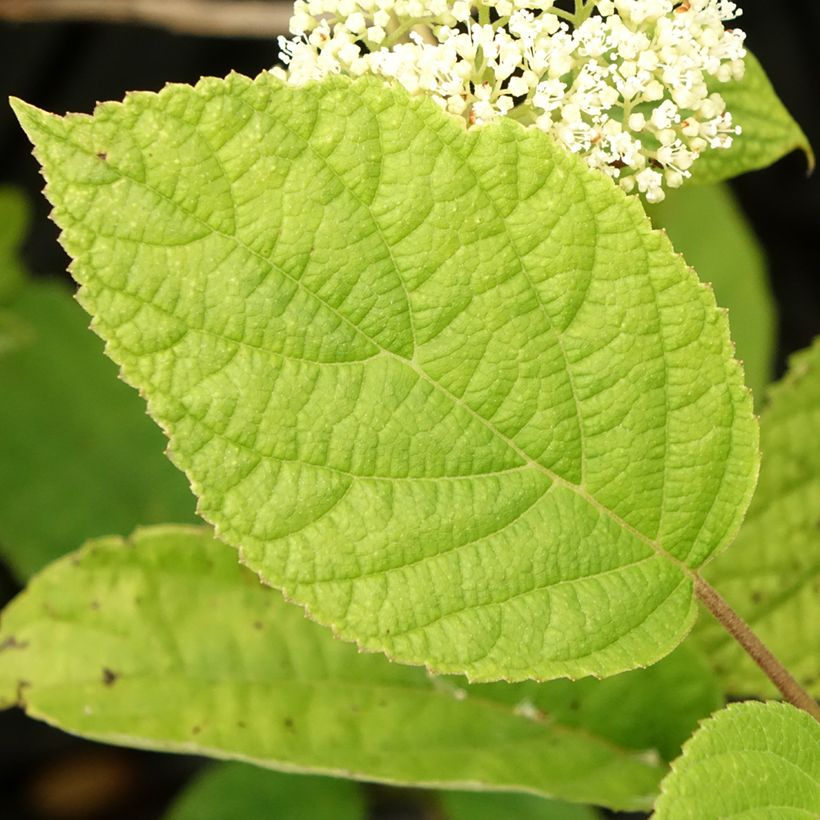 Ballhortensie Hills Of Snow - Hydrangea arborescens (Laub)