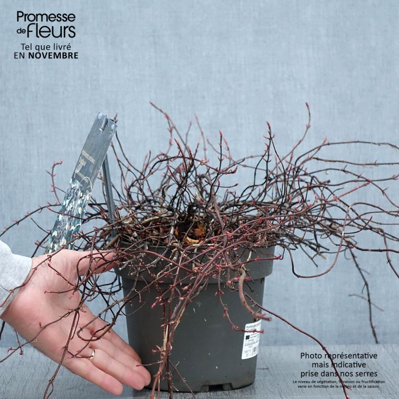 Exemplar von Hydrangea anomala petiolaris var. cordifolia - Kletter-Hortensie Topf mit 3L/4L wie im Herbst geliefert