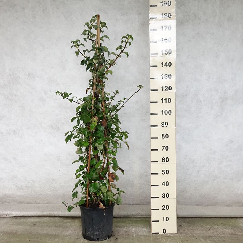 Exemplar von Hydrangea anomala ssp. petiolaris - Kletter-Hortensie Topf mit 4L/5L wie im Sommer geliefert