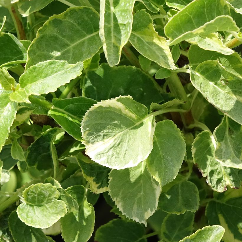 Hydrangea anomala petiolaris Miranda - Kletter-Hortensie (Laub)