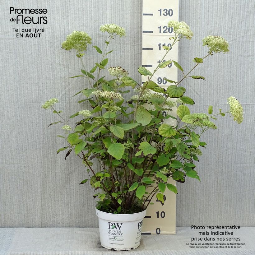 Exemplar von Ballhortensie Lime Rickey - Hydrangea arborescens Topf mit 7,5L/10L wie im Sommer geliefert
