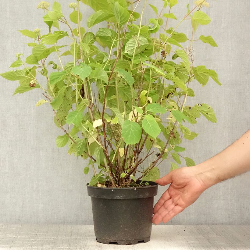 Exemplar von Ballhortensie Candybelle Marshmallow - Hydrangea arborescens Topf mit 3L/4L wie im Sommer geliefert