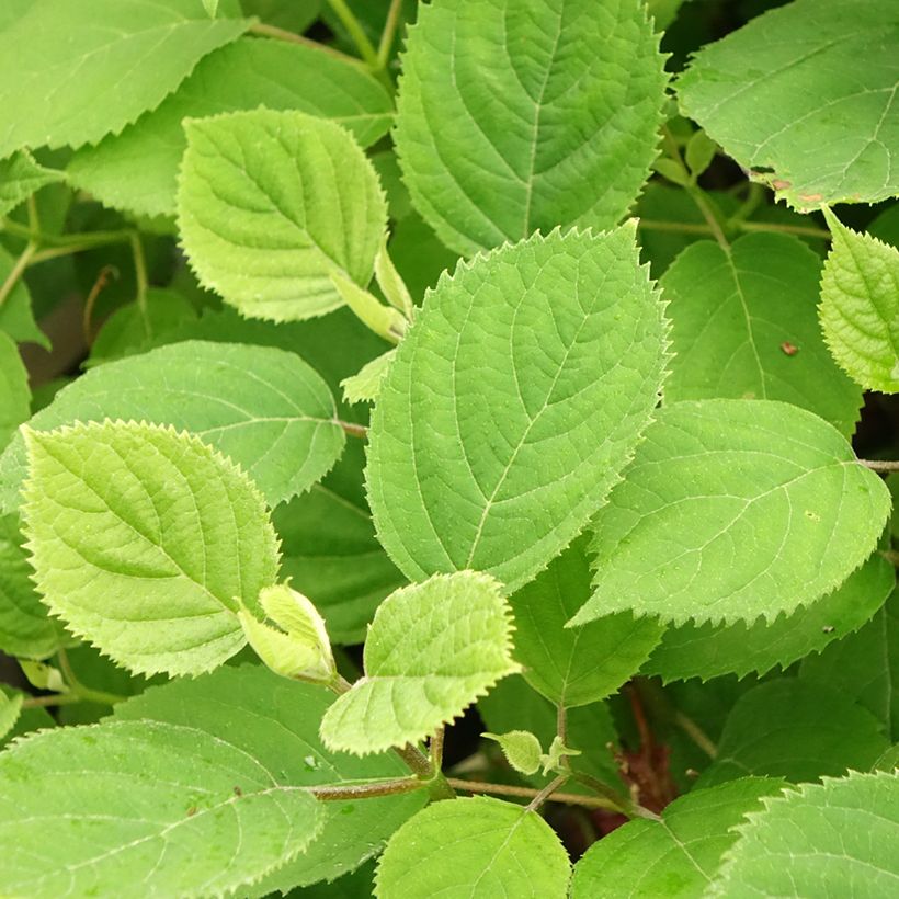 Schneeballhortensie Ruby Annabelle - Hydrangea arborescens (Laub)